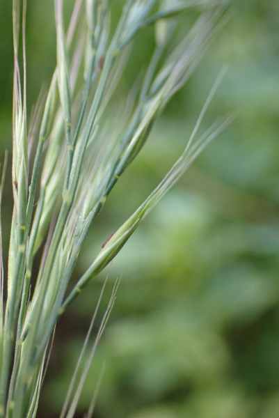 Pflanzenbild gross Mäuse-Federschwingel - Vulpia myuros