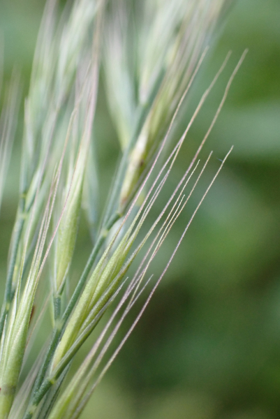 Pflanzenbild gross Mäuse-Federschwingel - Vulpia myuros