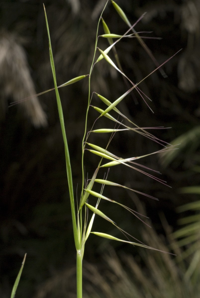 Pflanzenbild gross Mäuse-Federschwingel - Vulpia myuros
