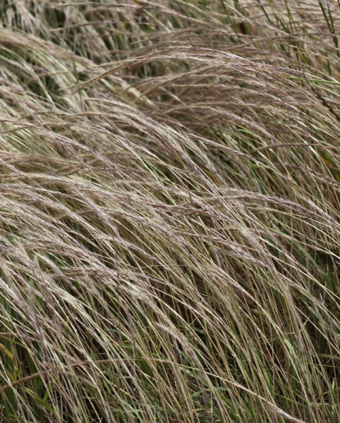 Pflanzenbild gross Mäuse-Federschwingel - Vulpia myuros