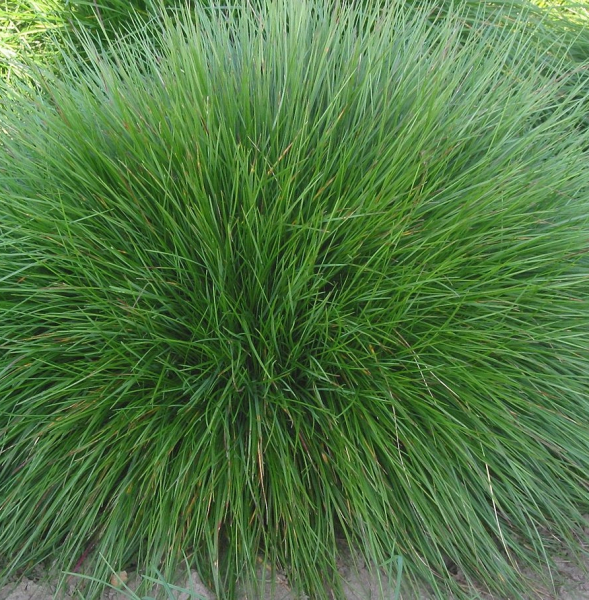 Pflanzenbild gross Schwarzwerdender Schwingel - Festuca nigrescens