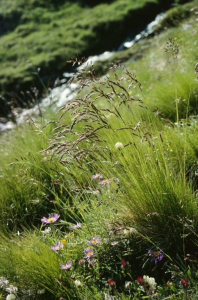 Pflanzenbild gross Schwarzwerdender Schwingel - Festuca nigrescens
