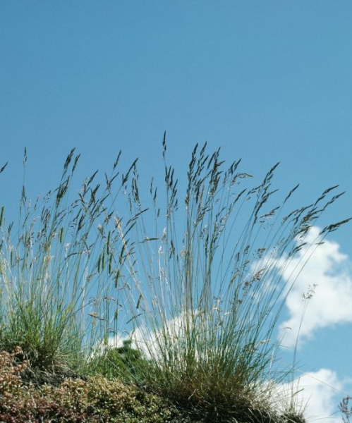 Pflanzenbild gross Schwarzwerdender Schwingel - Festuca nigrescens