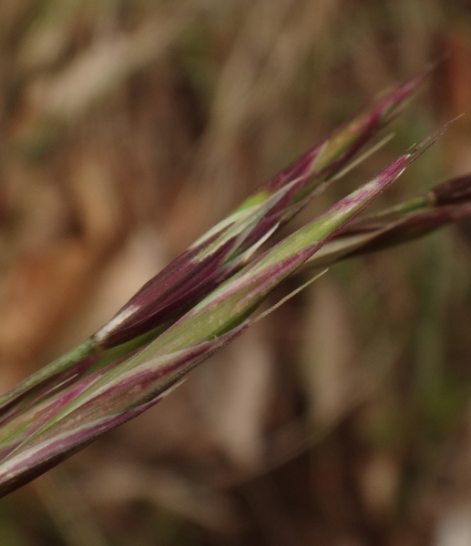 Pflanzenbild gross Schwarzwerdender Schwingel - Festuca nigrescens