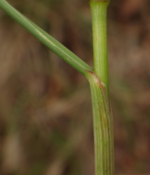 Pflanzenbild gross Schwarzwerdender Schwingel - Festuca nigrescens