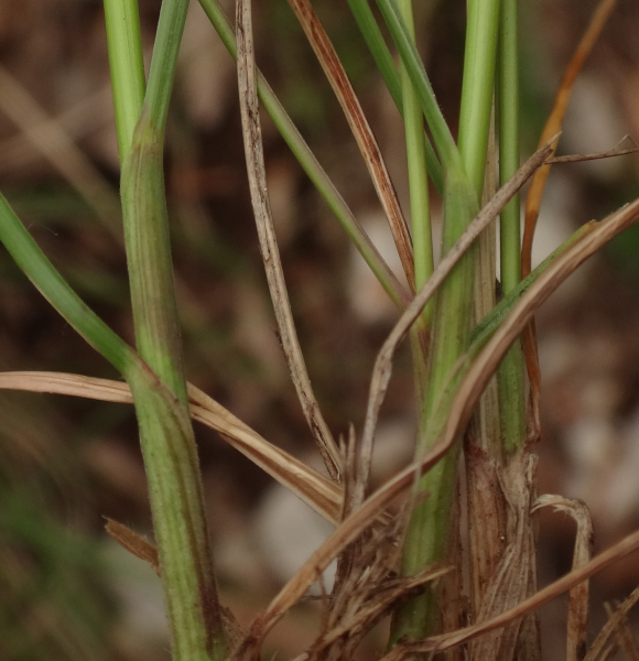 Pflanzenbild gross Schwarzwerdender Schwingel - Festuca nigrescens