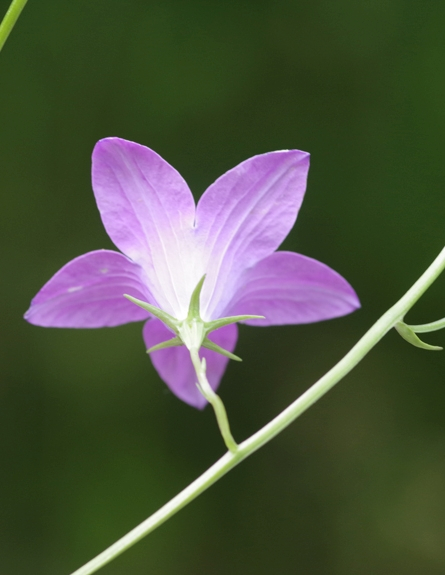 Pflanzenbild gross Gewöhnliche Wiesen-Glockenblume - Campanula patula subsp. patula