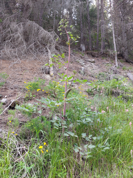 Pflanzenbild gross Riesen-Haarstrang - Peucedanum verticillare