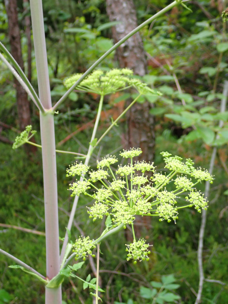 Pflanzenbild gross Riesen-Haarstrang - Peucedanum verticillare