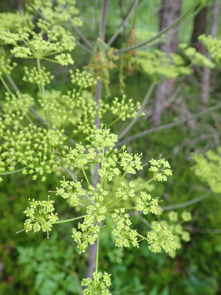 Pflanzenbild gross Riesen-Haarstrang - Peucedanum verticillare
