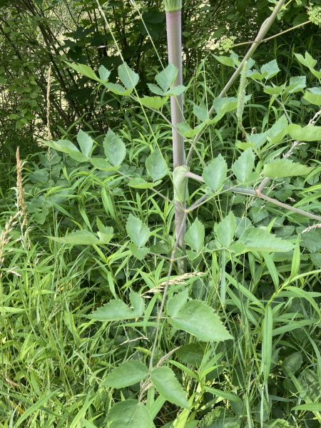 Pflanzenbild gross Riesen-Haarstrang - Peucedanum verticillare
