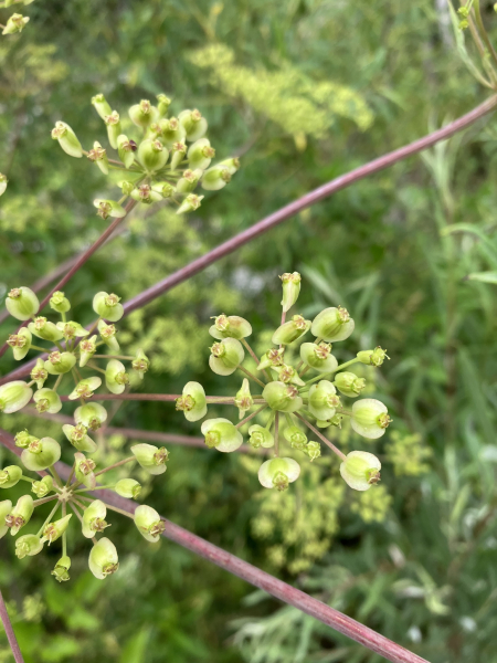 Pflanzenbild gross Riesen-Haarstrang - Peucedanum verticillare