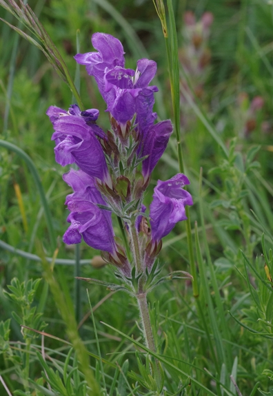 Pflanzenbild gross Österreicher Drachenkopf - Dracocephalum austriacum
