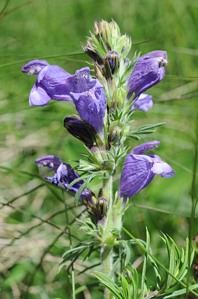 Pflanzenbild gross Österreicher Drachenkopf - Dracocephalum austriacum