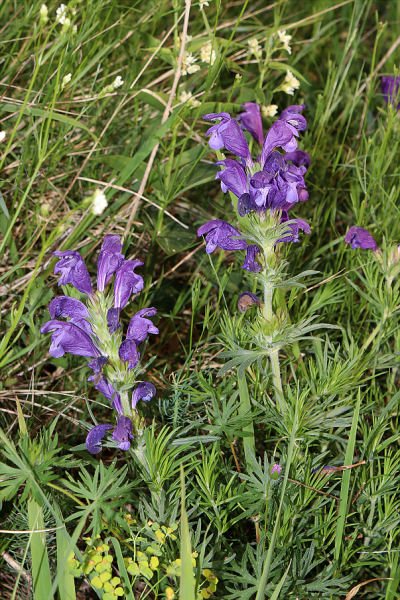 Pflanzenbild gross Österreicher Drachenkopf - Dracocephalum austriacum