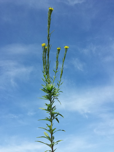 Pflanzenbild gross Ruten-Schöterich - Erysimum virgatum