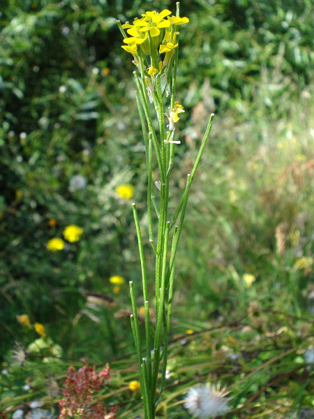 Pflanzenbild gross Ruten-Schöterich - Erysimum virgatum