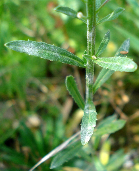 Pflanzenbild gross Ruten-Schöterich - Erysimum virgatum