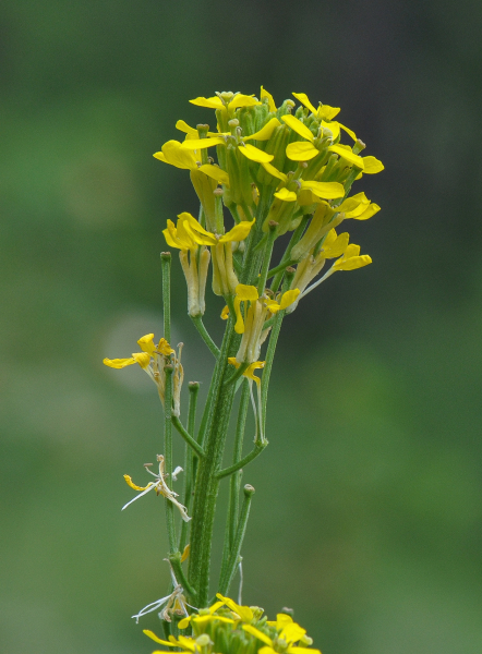Pflanzenbild gross Ruten-Schöterich - Erysimum virgatum