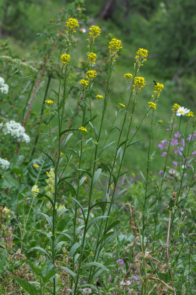 Pflanzenbild gross Ruten-Schöterich - Erysimum virgatum