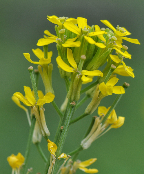 Pflanzenbild gross Ruten-Schöterich - Erysimum virgatum