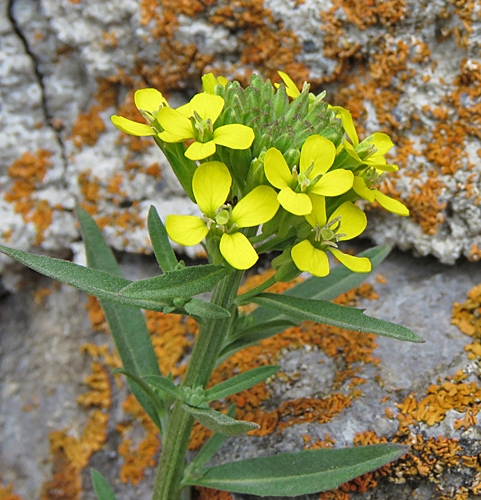 Pflanzenbild gross Ruten-Schöterich - Erysimum virgatum