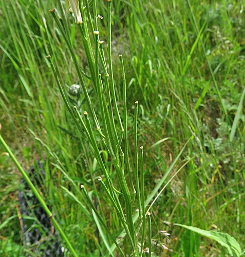 Pflanzenbild gross Ruten-Schöterich - Erysimum virgatum
