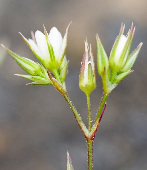 Pflanzenbild gross Geschnäbelte Miere - Minuartia rostrata
