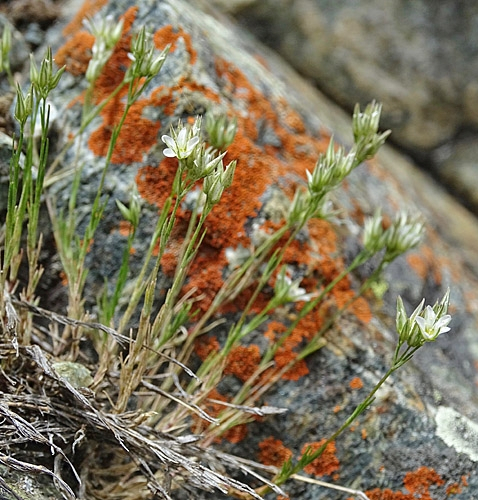 Pflanzenbild gross Geschnäbelte Miere - Minuartia rostrata