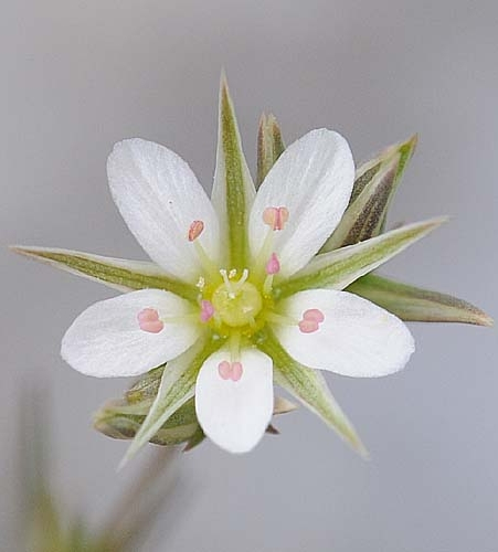 Pflanzenbild gross Geschnäbelte Miere - Minuartia rostrata
