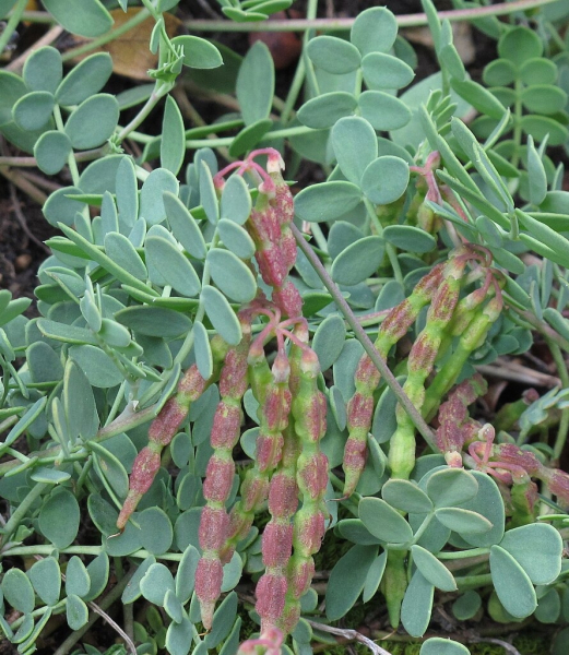 Pflanzenbild gross Scheiden-Kronwicke - Coronilla vaginalis