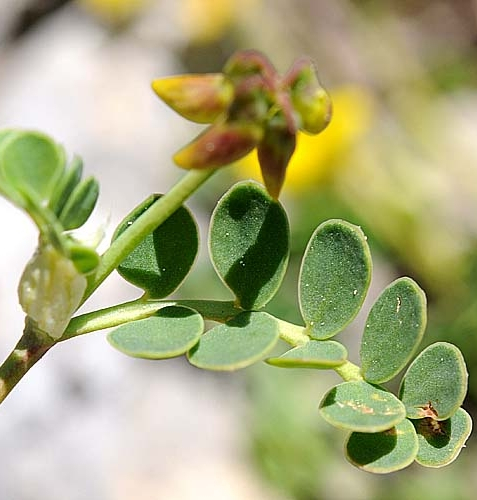 Pflanzenbild gross Scheiden-Kronwicke - Coronilla vaginalis