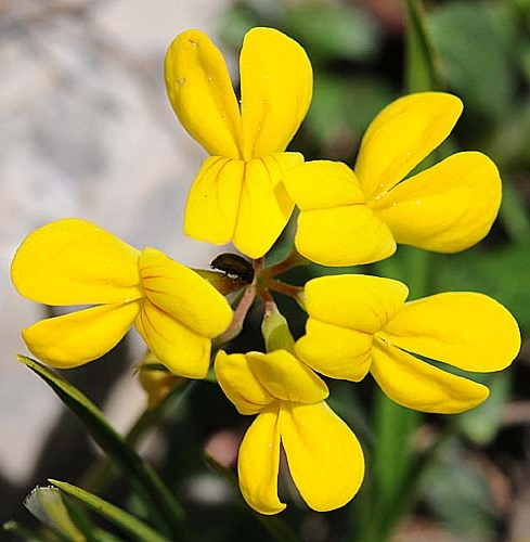 Pflanzenbild gross Scheiden-Kronwicke - Coronilla vaginalis