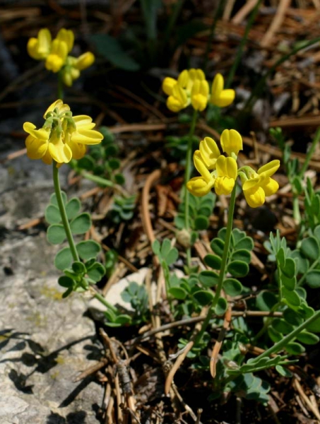 Pflanzenbild gross Scheiden-Kronwicke - Coronilla vaginalis