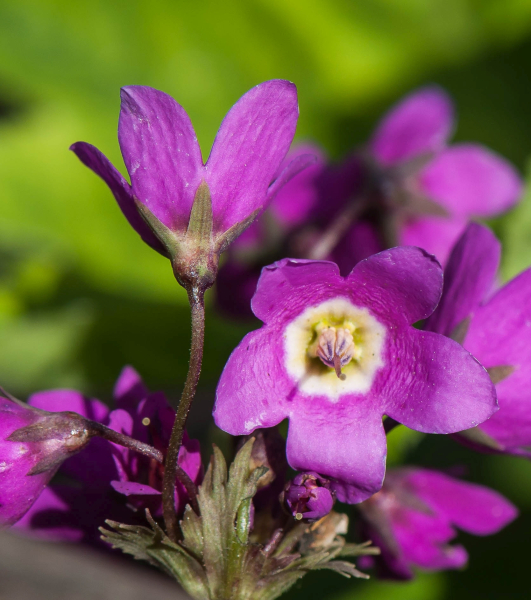 Pflanzenbild gross Heilglöckchen - Cortusa matthioli