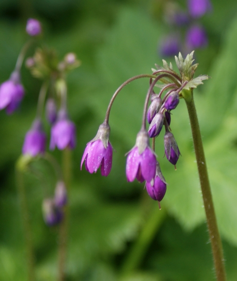 Pflanzenbild gross Heilglöckchen - Cortusa matthioli