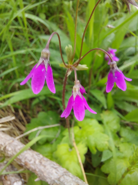 Pflanzenbild gross Heilglöckchen - Cortusa matthioli