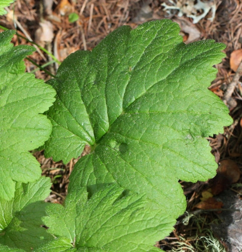 Pflanzenbild gross Heilglöckchen - Cortusa matthioli