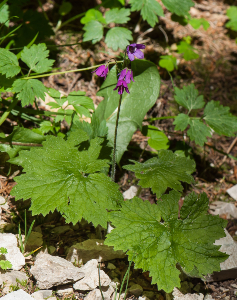 Pflanzenbild gross Heilglöckchen - Cortusa matthioli