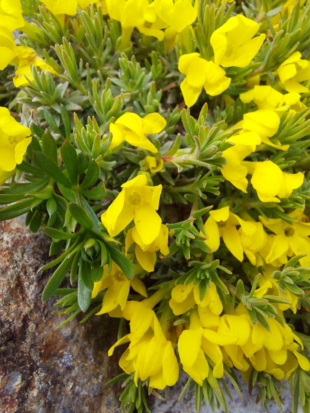 Pflanzenbild gross Goldprimel - Androsace vitaliana