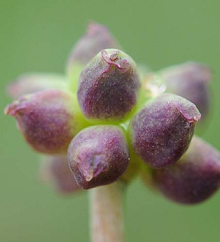 Pflanzenbild gross Rautenblättrige Schmuckblume - Callianthemum coriandrifolium