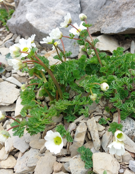 Pflanzenbild gross Rautenblättrige Schmuckblume - Callianthemum coriandrifolium