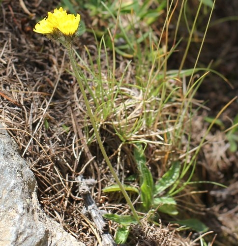 Pflanzenbild gross Gletscher-Habichtskraut - Hieracium angustifolium