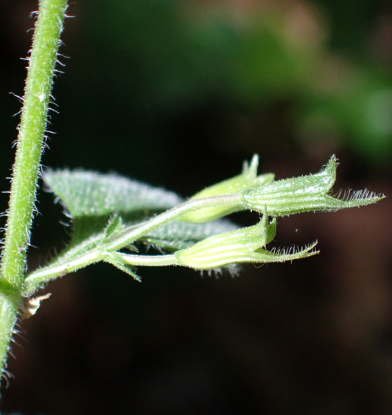 Pflanzenbild gross Wald-Bergminze - Calamintha menthifolia