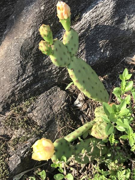 Pflanzenbild gross Gemeiner Feigenkaktus - Opuntia humifusa