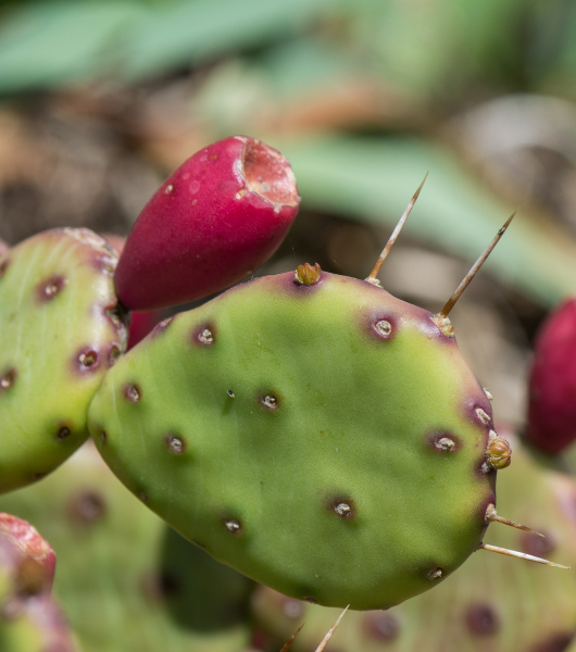 Pflanzenbild gross Gemeiner Feigenkaktus - Opuntia humifusa
