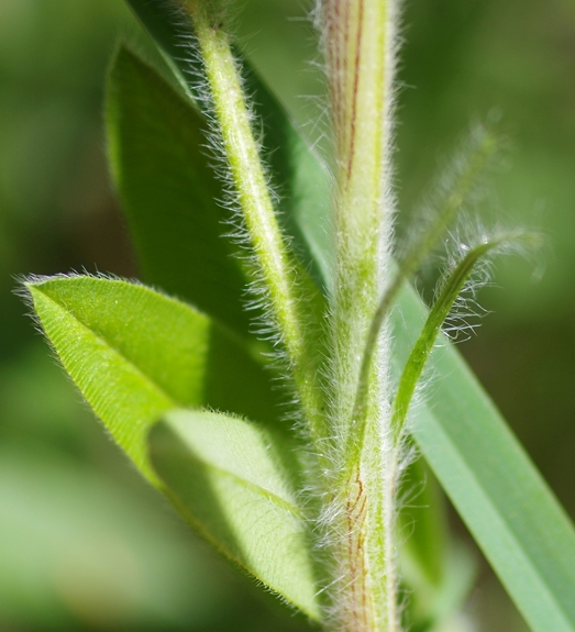 Pflanzenbild gross Hügel-Klee - Trifolium alpestre