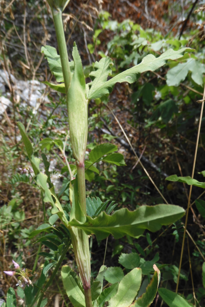 Pflanzenbild gross Purpur-Klee - Trifolium rubens
