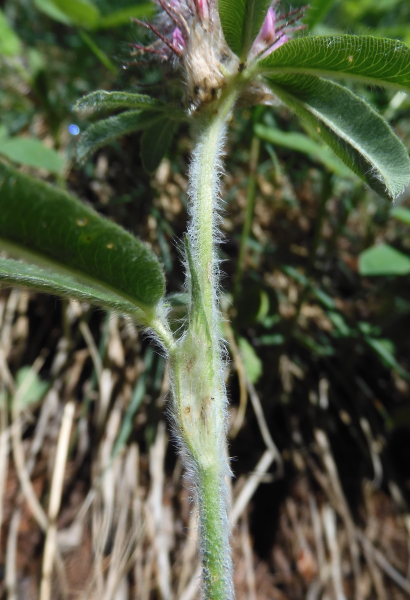 Pflanzenbild gross Hügel-Klee - Trifolium alpestre