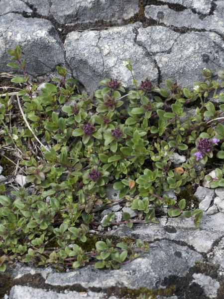 Pflanzenbild gross Gebirgs-Feld-Thymian - Thymus praecox subsp. polytrichus